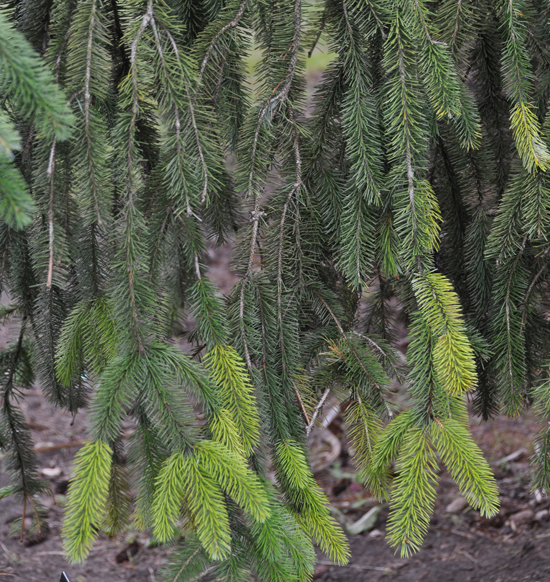 Picg Tree SelecTree: A Tree Selection Guide