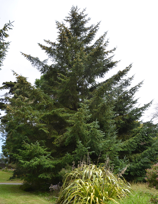 Picg Tree SelecTree: A Tree Selection Guide