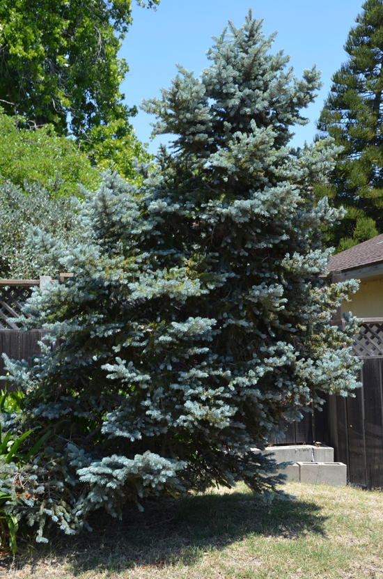 Picg Tree SelecTree: A Tree Selection Guide