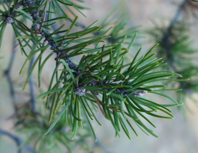 SelecTree: A Tree Selection Guide