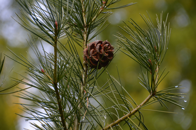 SelecTree: A Tree Selection Guide