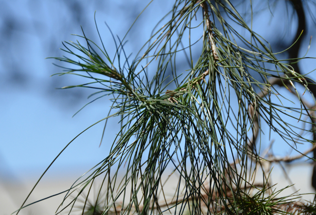 Elsware Tree SelecTree: A Tree Selection Guide