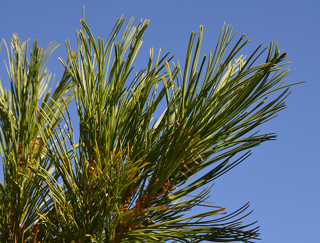 SelecTree: A Tree Selection Guide