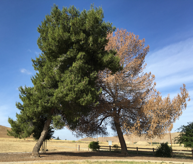 Persen Tree SelecTree: A Tree Selection Guide