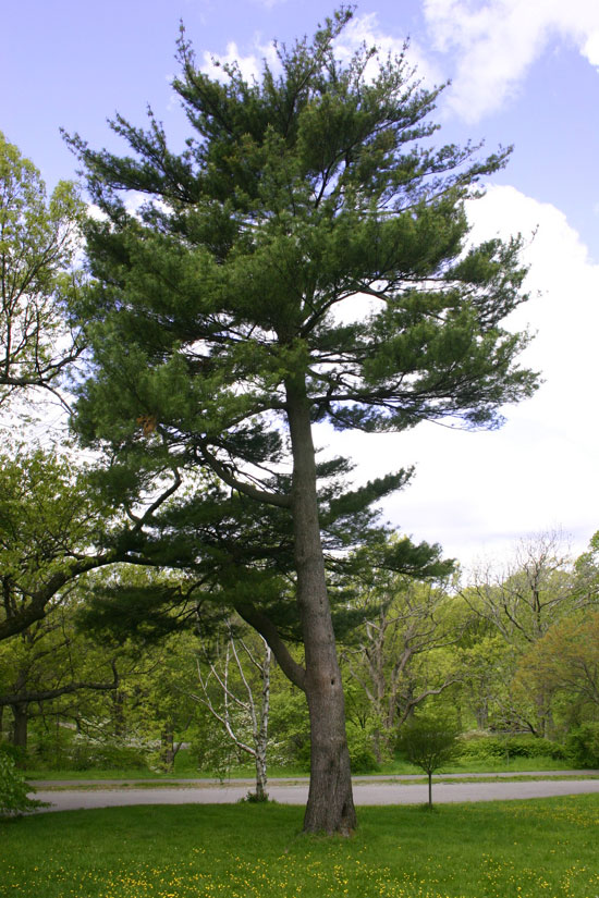 SelecTree: A Tree Selection Guide