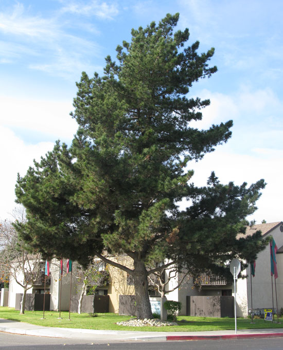 Pinus Rata Tree SelecTree: A Tree Selection Guide