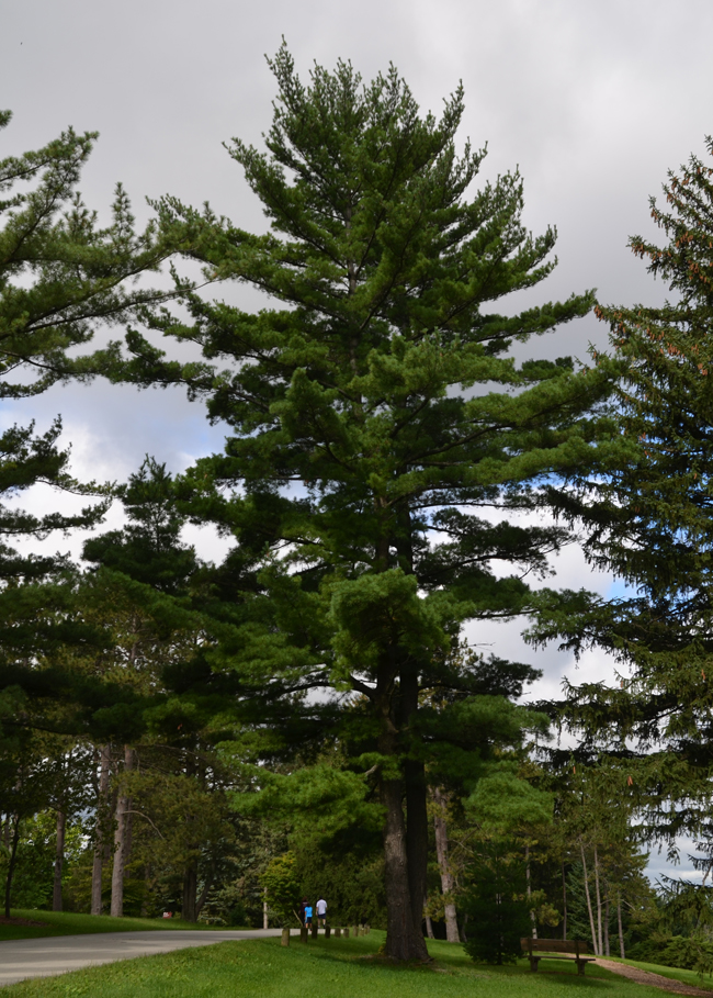 SelecTree: A Tree Selection Guide