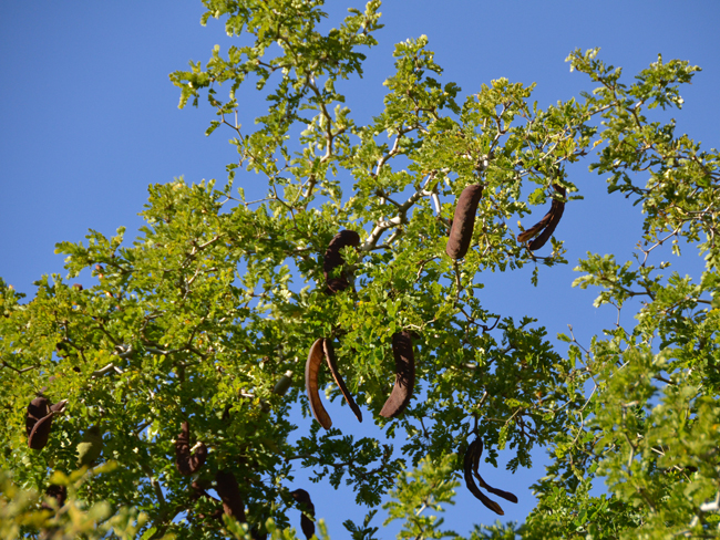 SelecTree: A Tree Selection Guide