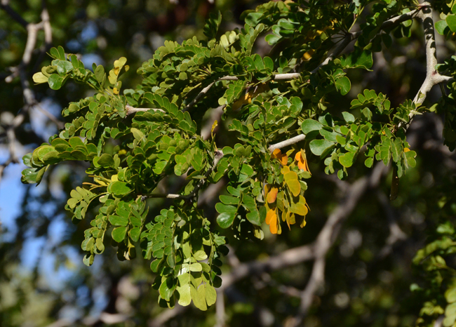 SelecTree: A Tree Selection Guide