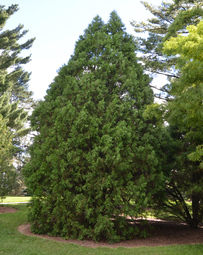 SelecTree: A Tree Selection Guide