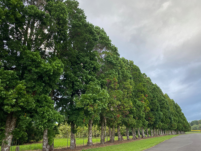 SelecTree: A Tree Selection Guide