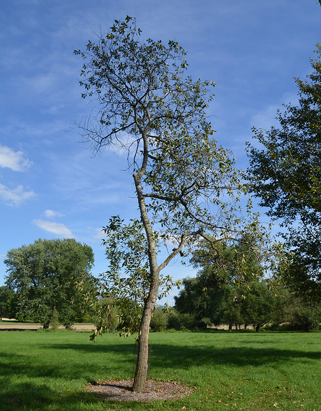 Populus Tree Growth SelecTree: A Tree Selection Guide