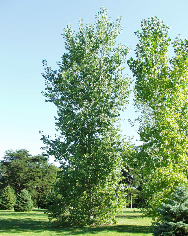 Populus Tree Growth SelecTree: A Tree Selection Guide
