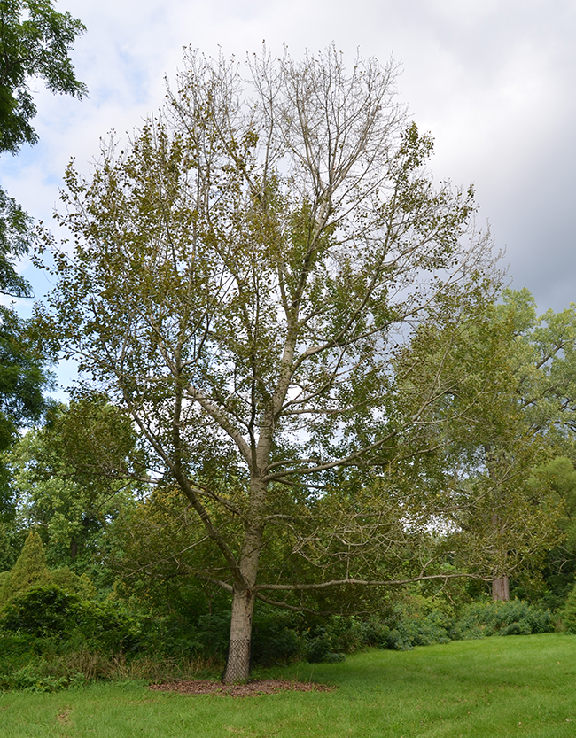 Populus Tree Growth SelecTree: A Tree Selection Guide