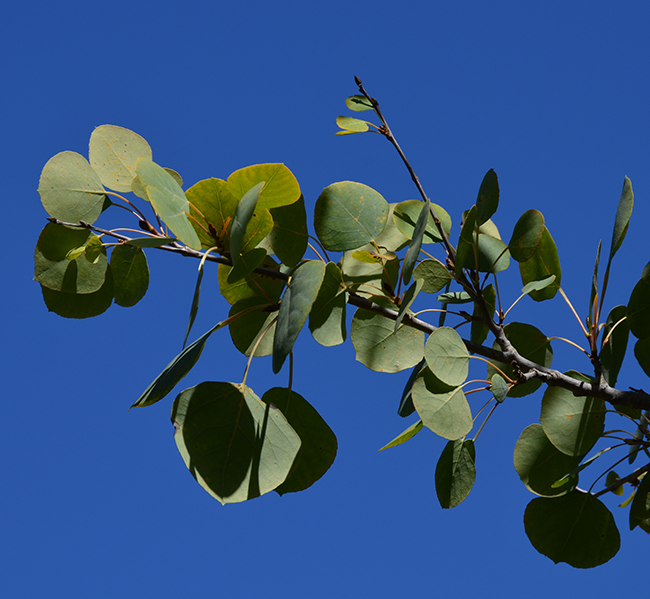 SelecTree: A Tree Selection Guide