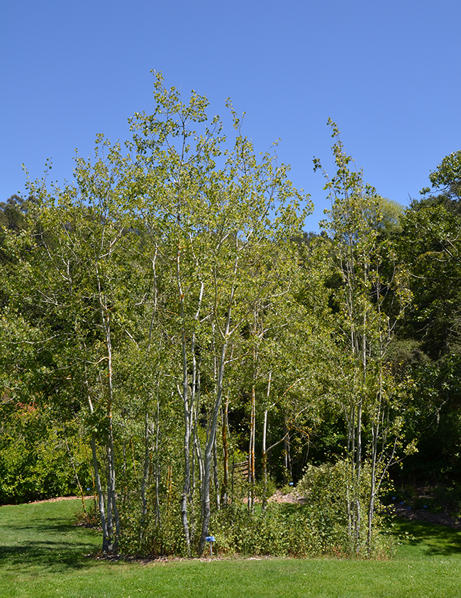 SelecTree: A Tree Selection Guide