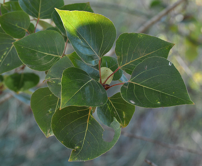 Lep Tree SelecTree: A Tree Selection Guide