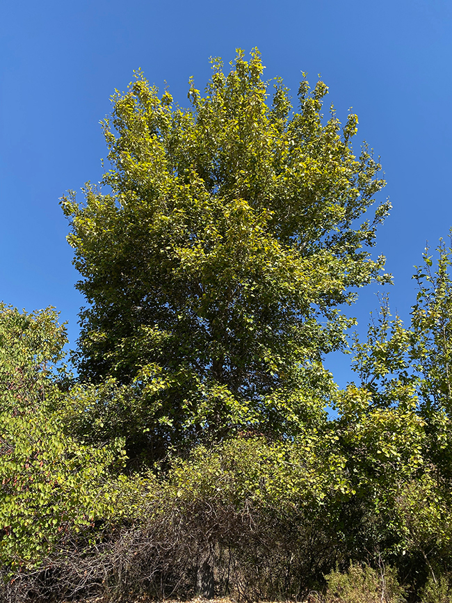 SelecTree: A Tree Selection Guide