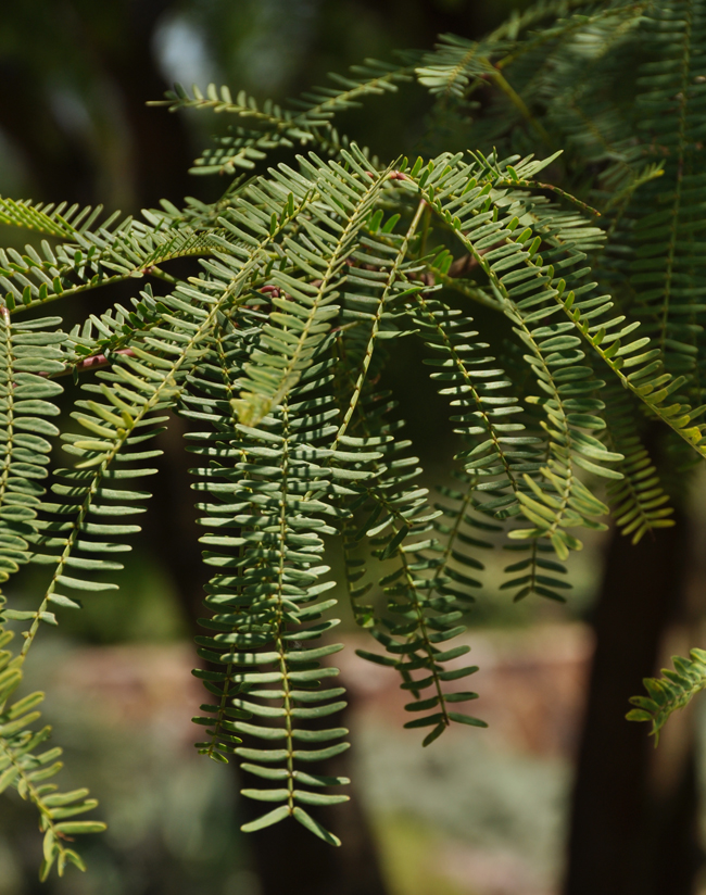 SelecTree: A Tree Selection Guide