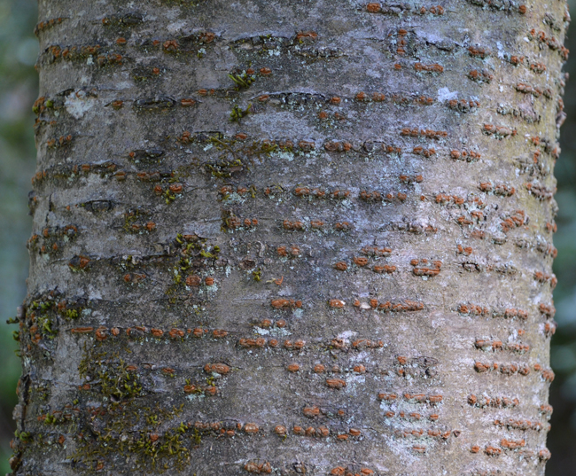 SelecTree: A Tree Selection Guide