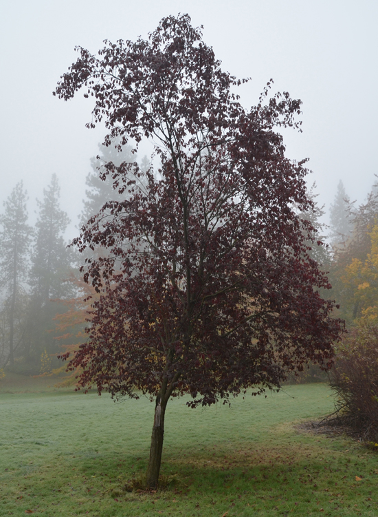 Scrone Tree SelecTree: A Tree Selection Guide