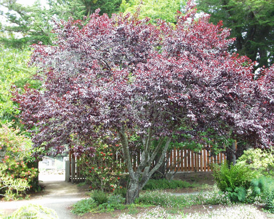Scrone Tree SelecTree: A Tree Selection Guide