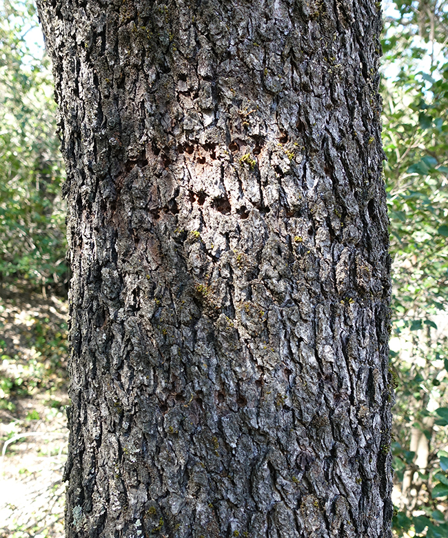 SelecTree: A Tree Selection Guide
