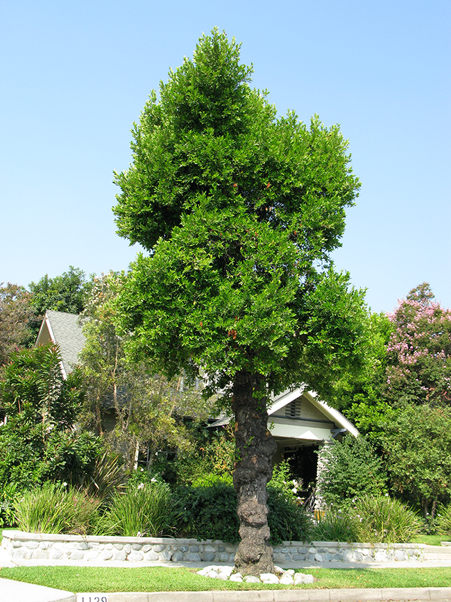 SelecTree: A Tree Selection Guide
