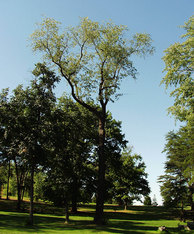 SelecTree: A Tree Selection Guide