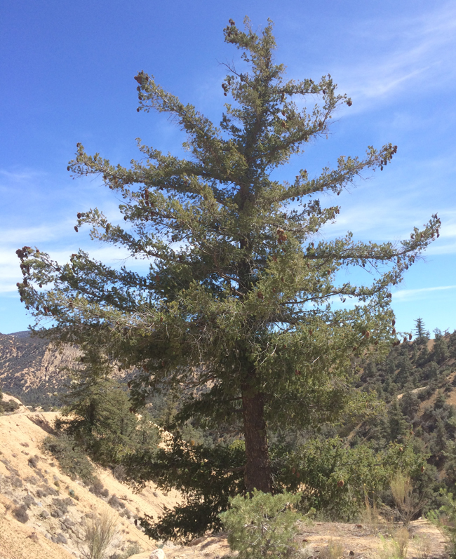 SelecTree: A Tree Selection Guide