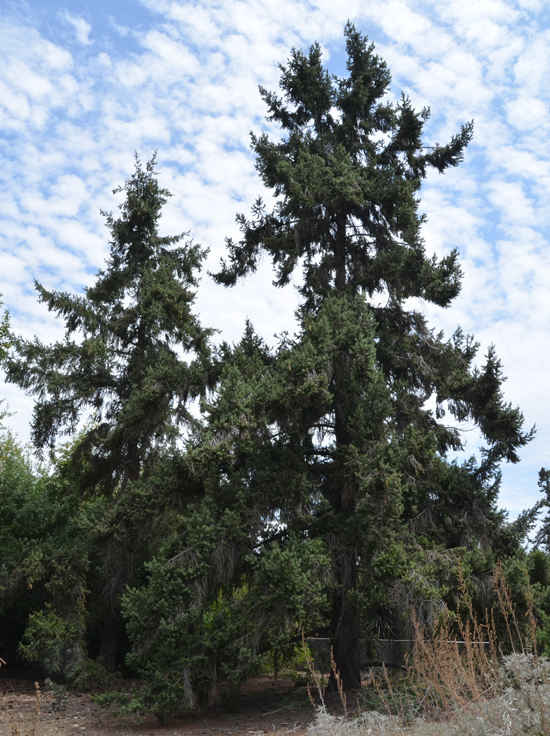 Puga Tree SelecTree: A Tree Selection Guide