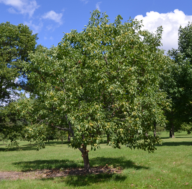SelecTree: A Tree Selection Guide