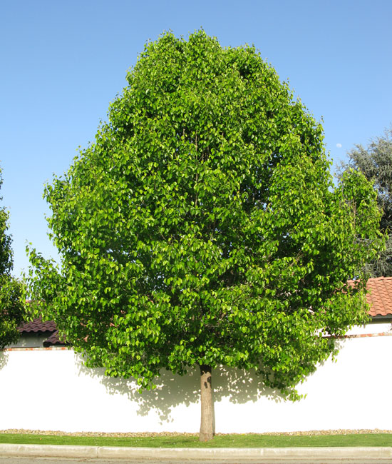 SelecTree: A Tree Selection Guide