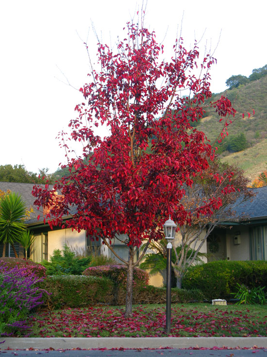 Syner Tree SelecTree: A Tree Selection Guide