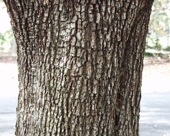 SelecTree: A Tree Selection Guide