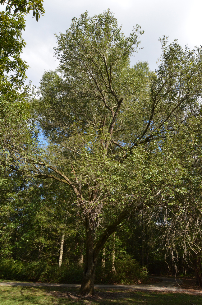 SelecTree: A Tree Selection Guide