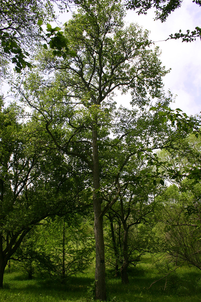 Syner Tree SelecTree: A Tree Selection Guide