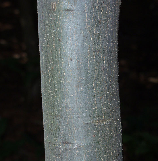 SelecTree: A Tree Selection Guide