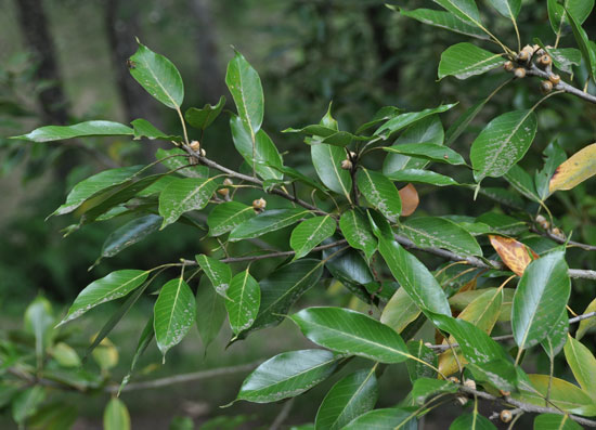 Acurel Tree SelecTree: A Tree Selection Guide