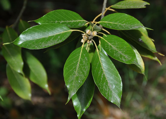 Acurel Tree SelecTree: A Tree Selection Guide