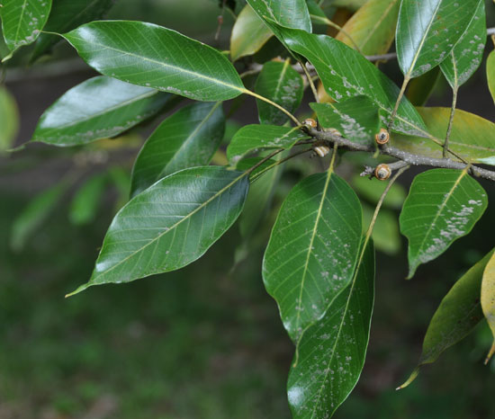 Acurel Tree SelecTree: A Tree Selection Guide