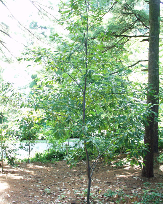 SelecTree: A Tree Selection Guide