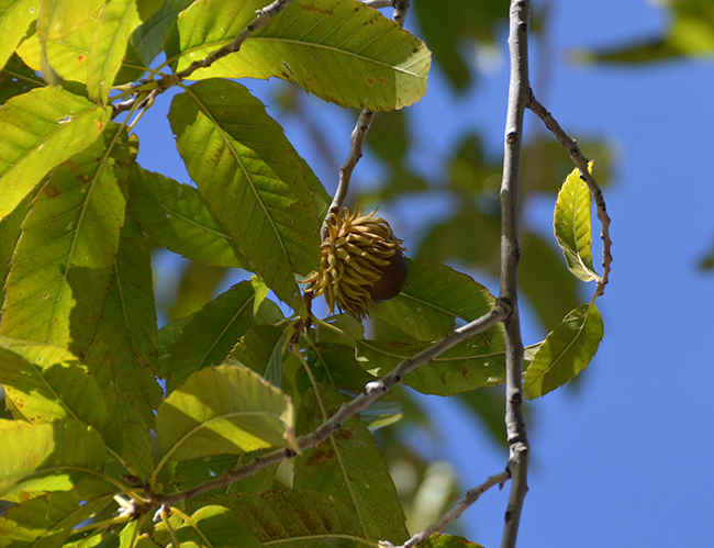 SelecTree: A Tree Selection Guide
