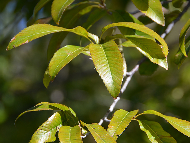 Cutis Tree SelecTree: A Tree Selection Guide