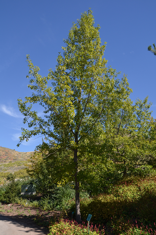 SelecTree: A Tree Selection Guide