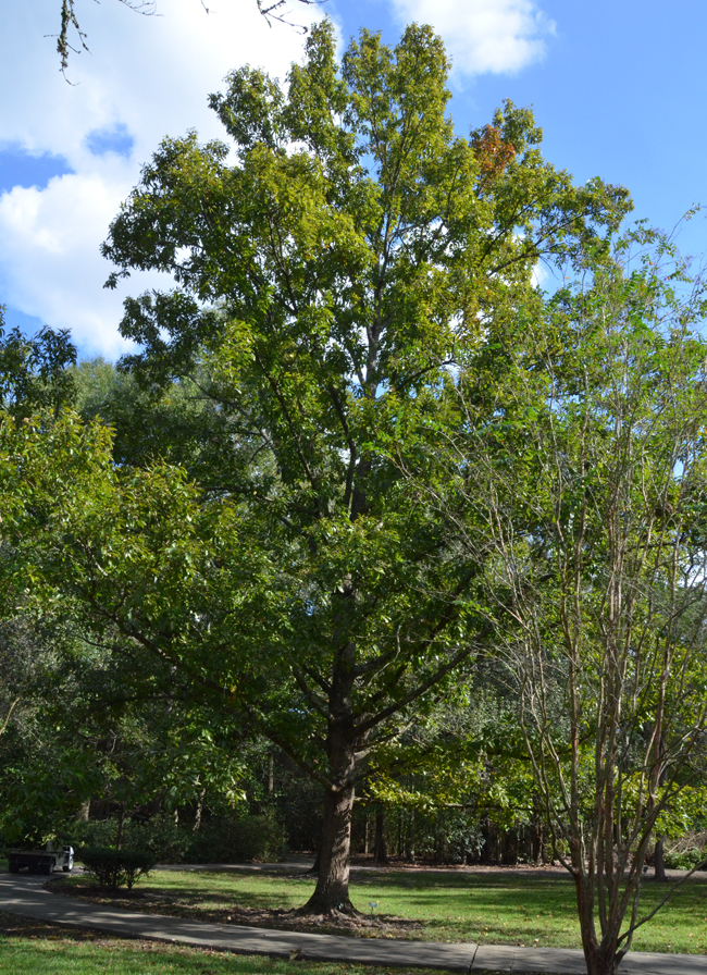Cutis Tree SelecTree: A Tree Selection Guide