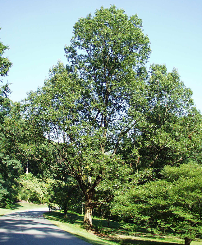 SelecTree: A Tree Selection Guide