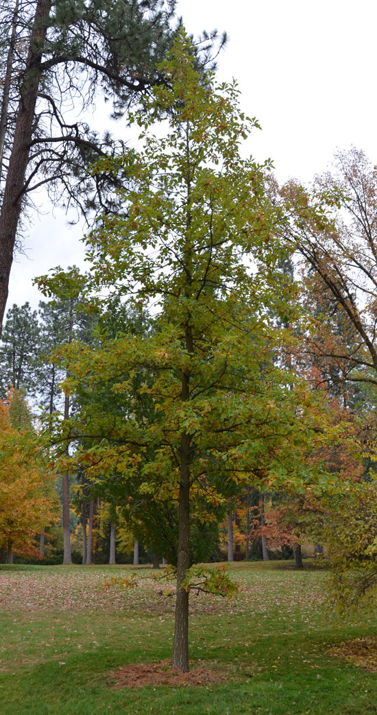 SelecTree: A Tree Selection Guide