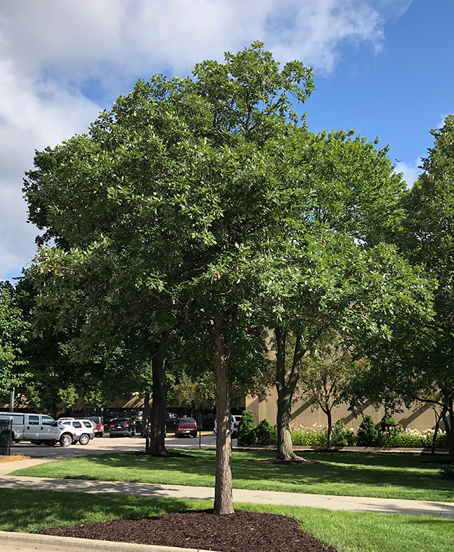 SelecTree: A Tree Selection Guide