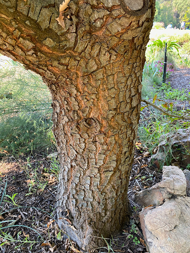SelecTree: A Tree Selection Guide
